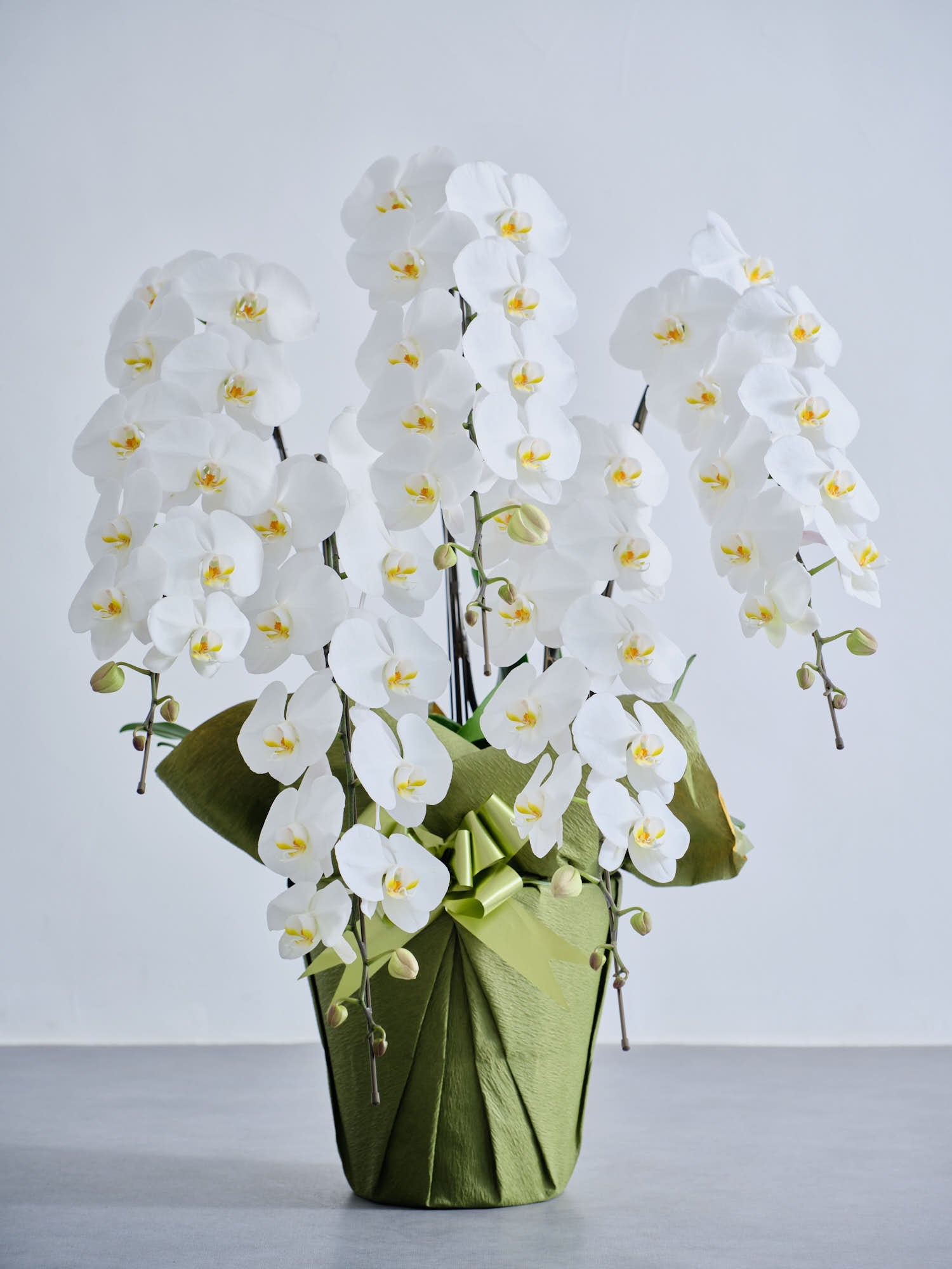 胡蝶蘭5本立 65輪以上 -green-