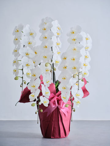 胡蝶蘭5本立 65輪以上 -red-