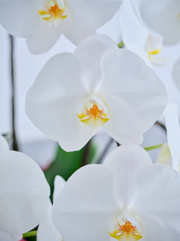 胡蝶蘭5本立 65輪以上 -brown-