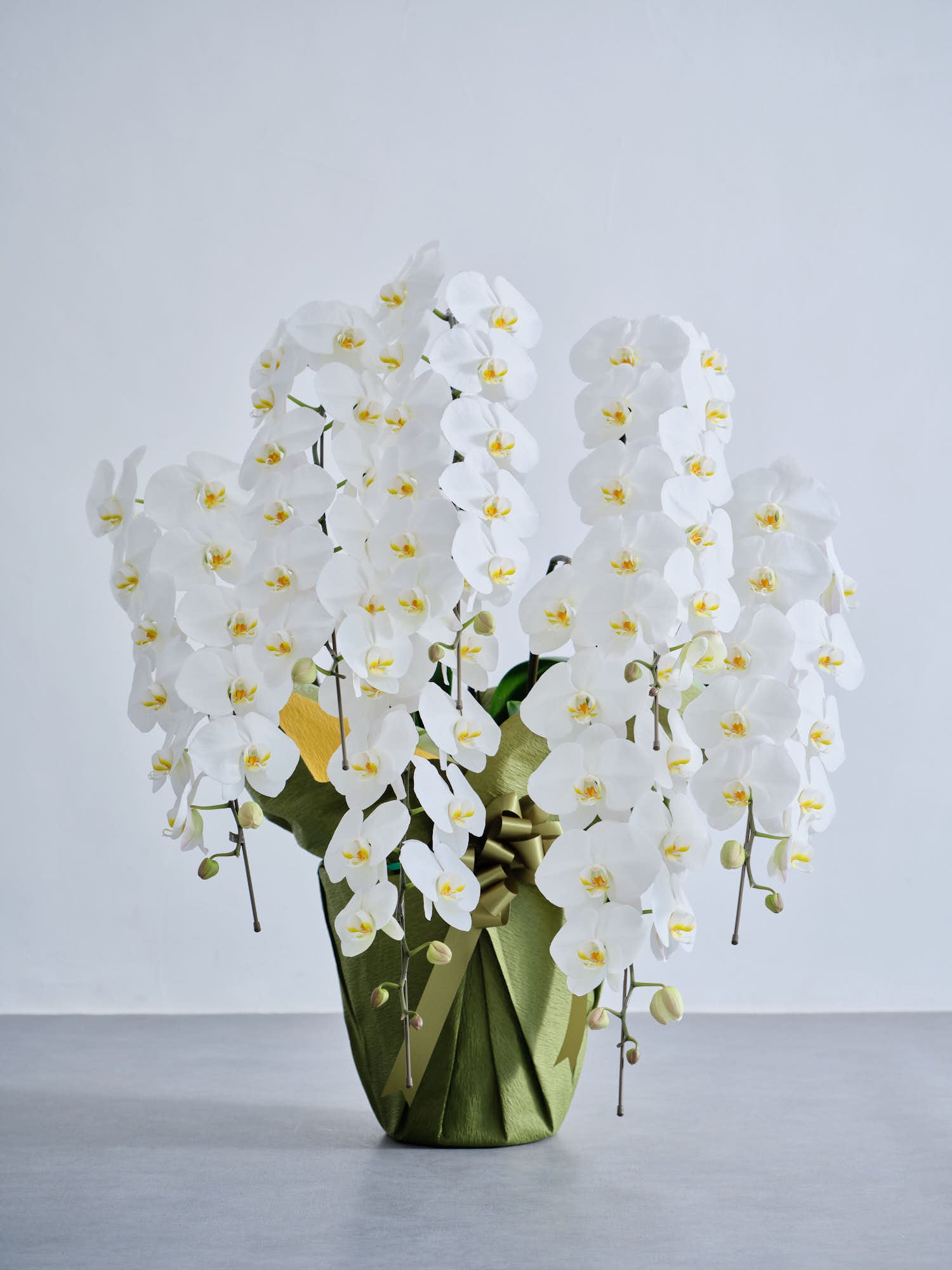 胡蝶蘭7本立 91輪以上 -green-