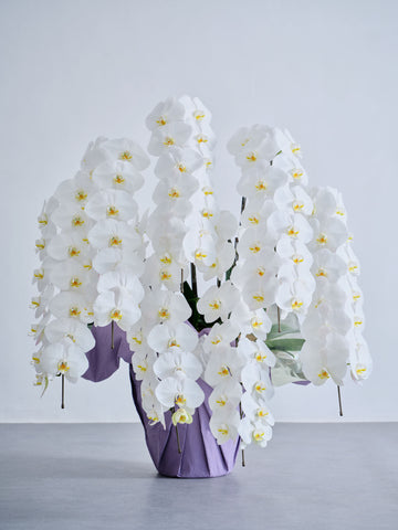 【お供え用】胡蝶蘭 7本立 91輪以上 -purple-