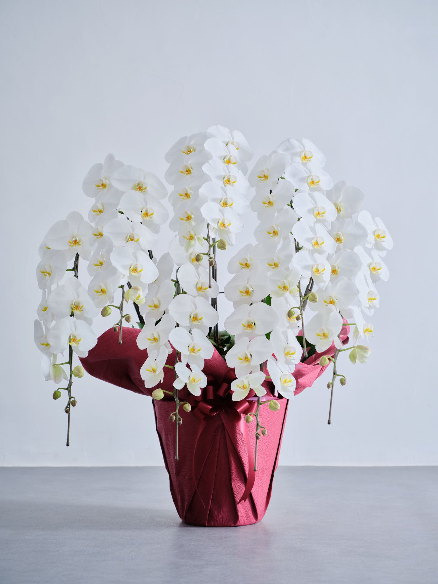 胡蝶蘭7本立 91輪以上 -red-