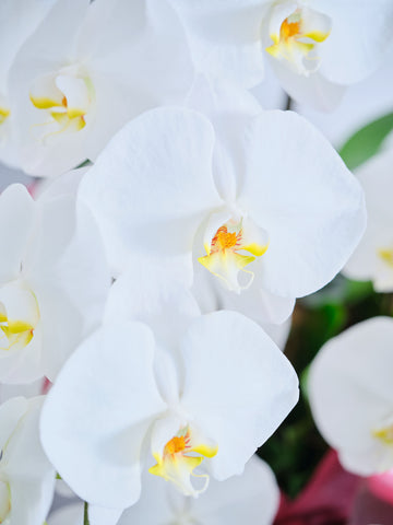 胡蝶蘭7本立 91輪以上 -brown-