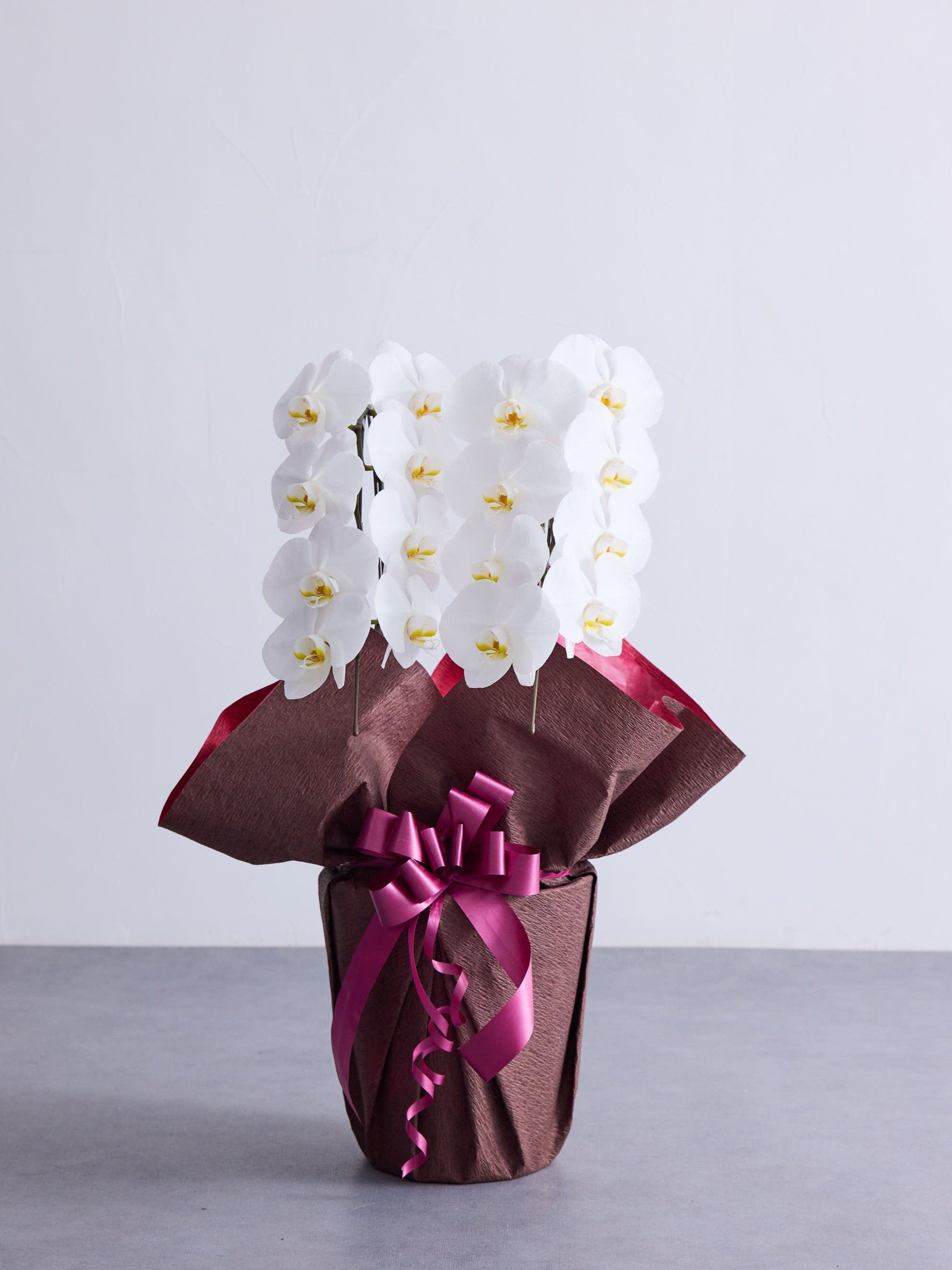 胡蝶蘭 2本立 16輪以上 -brown-