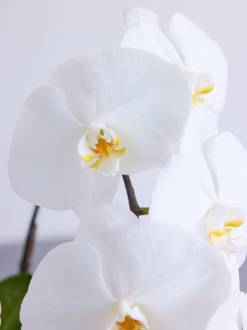 胡蝶蘭 5本立 50輪以上 -brown-