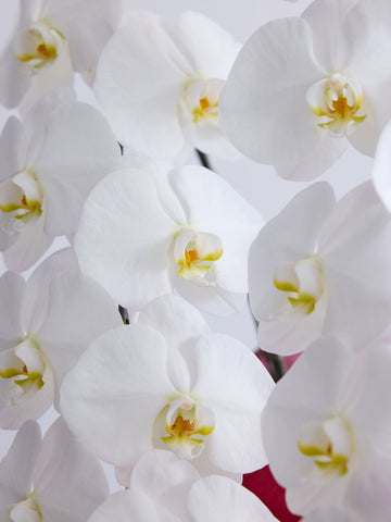 胡蝶蘭 3本立 33輪以上 -green-