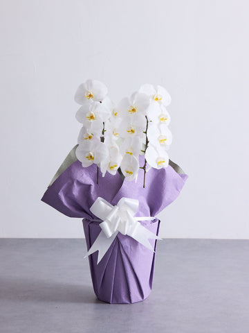 【お供え用】胡蝶蘭 2本立 16輪以上 -purple-