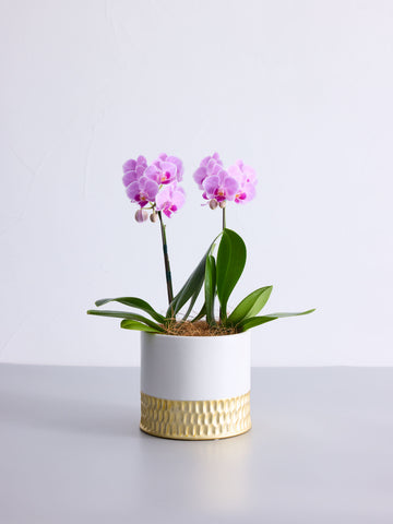 胡蝶蘭ミディ2本立 ピンク