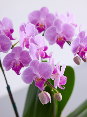 胡蝶蘭ミディ2本立 ピンク