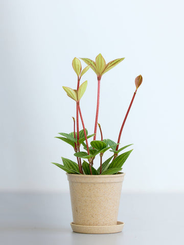 【クリアプランツ】ペペロミア・プテオラータ Baby