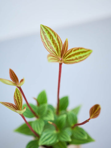 【クリアプランツ】ペペロミア・プテオラータ Baby