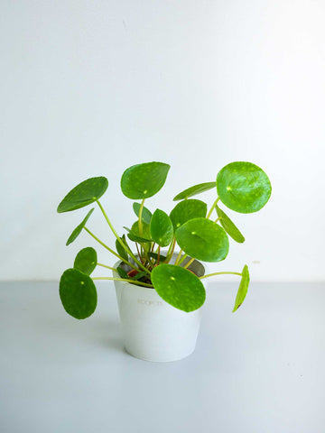 ピレア・ペペロミオイデス