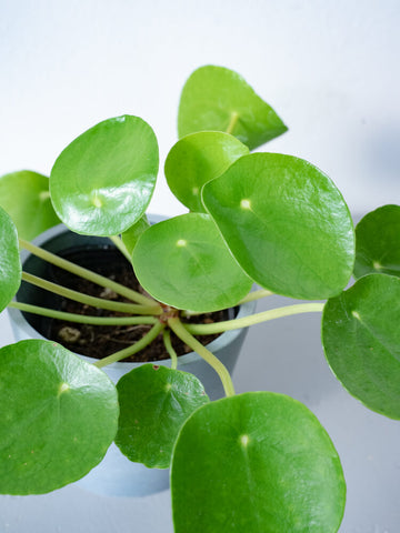 【母の日】ピレア・ペペロミオイデス Table-S  + 椿屋珈琲3パック