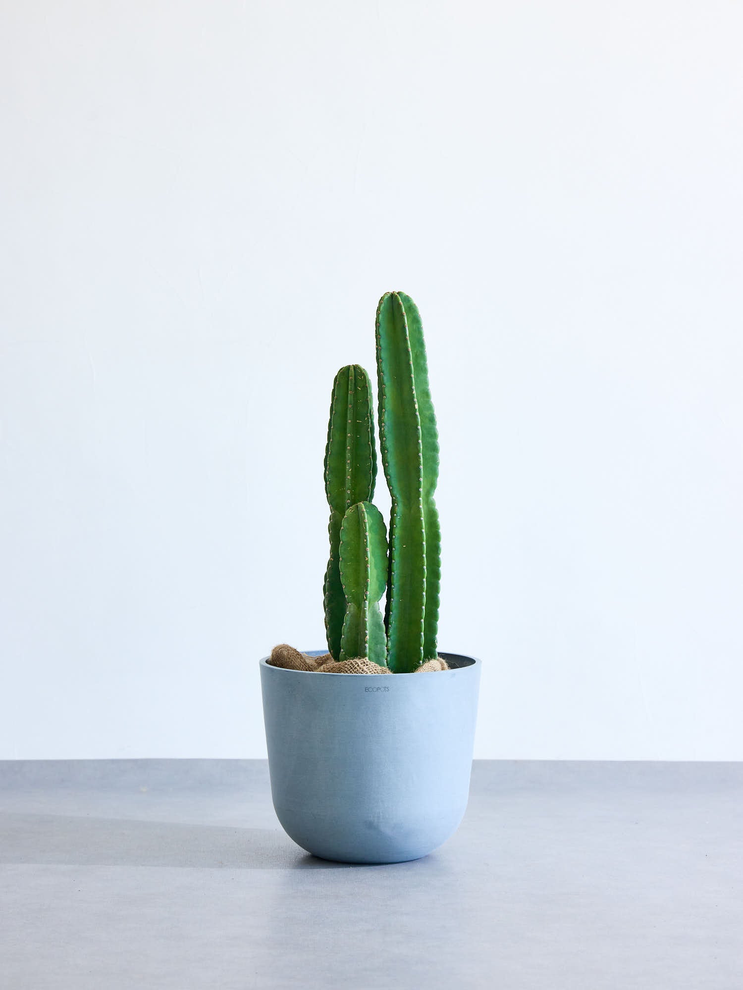 柱サボテン12号