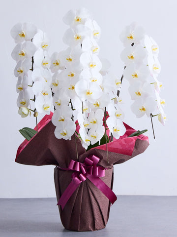 胡蝶蘭 5本立 50輪以上 -brown-