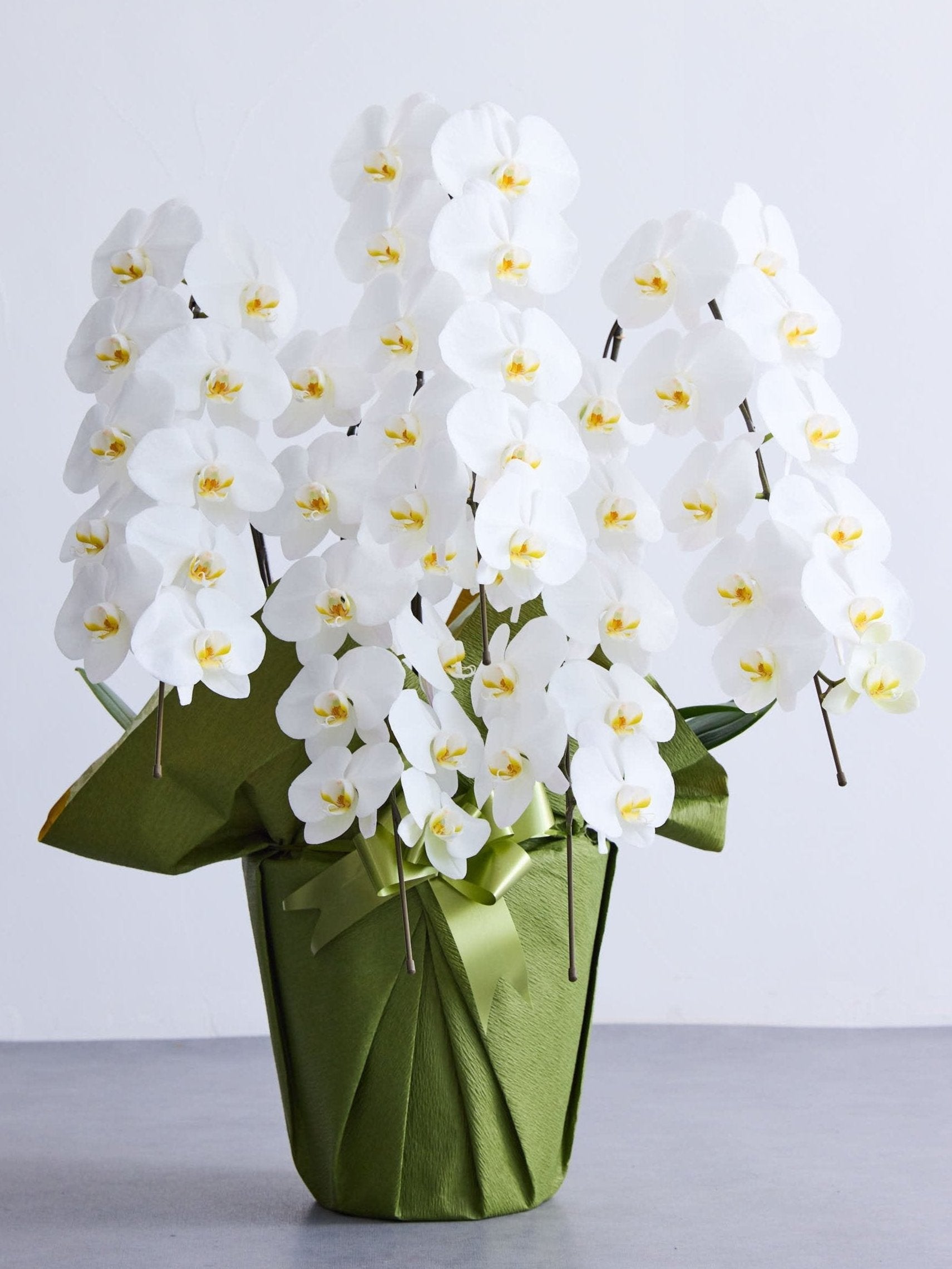 胡蝶蘭 5本立 50輪以上 -green-