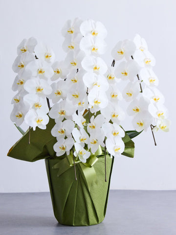 胡蝶蘭 5本立 50輪以上 -green-
