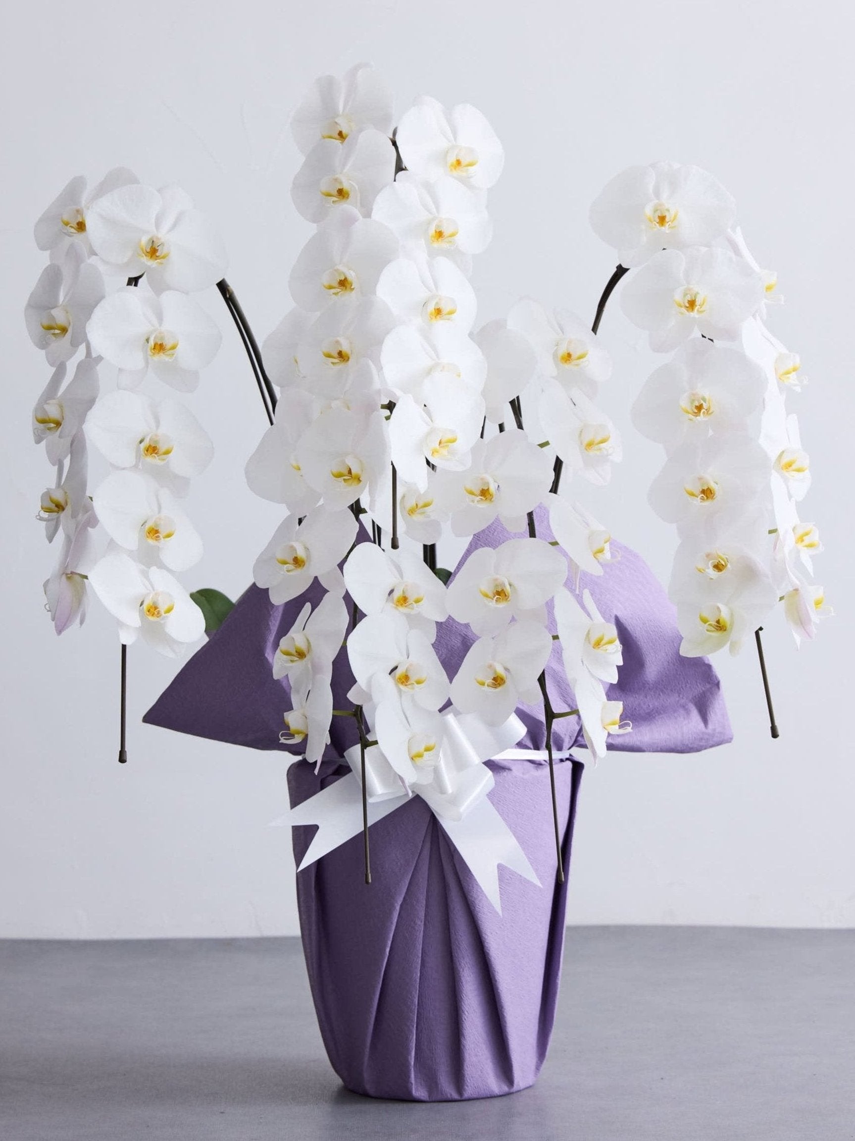【お供え用】胡蝶蘭 5本立 50輪以上 -purple-