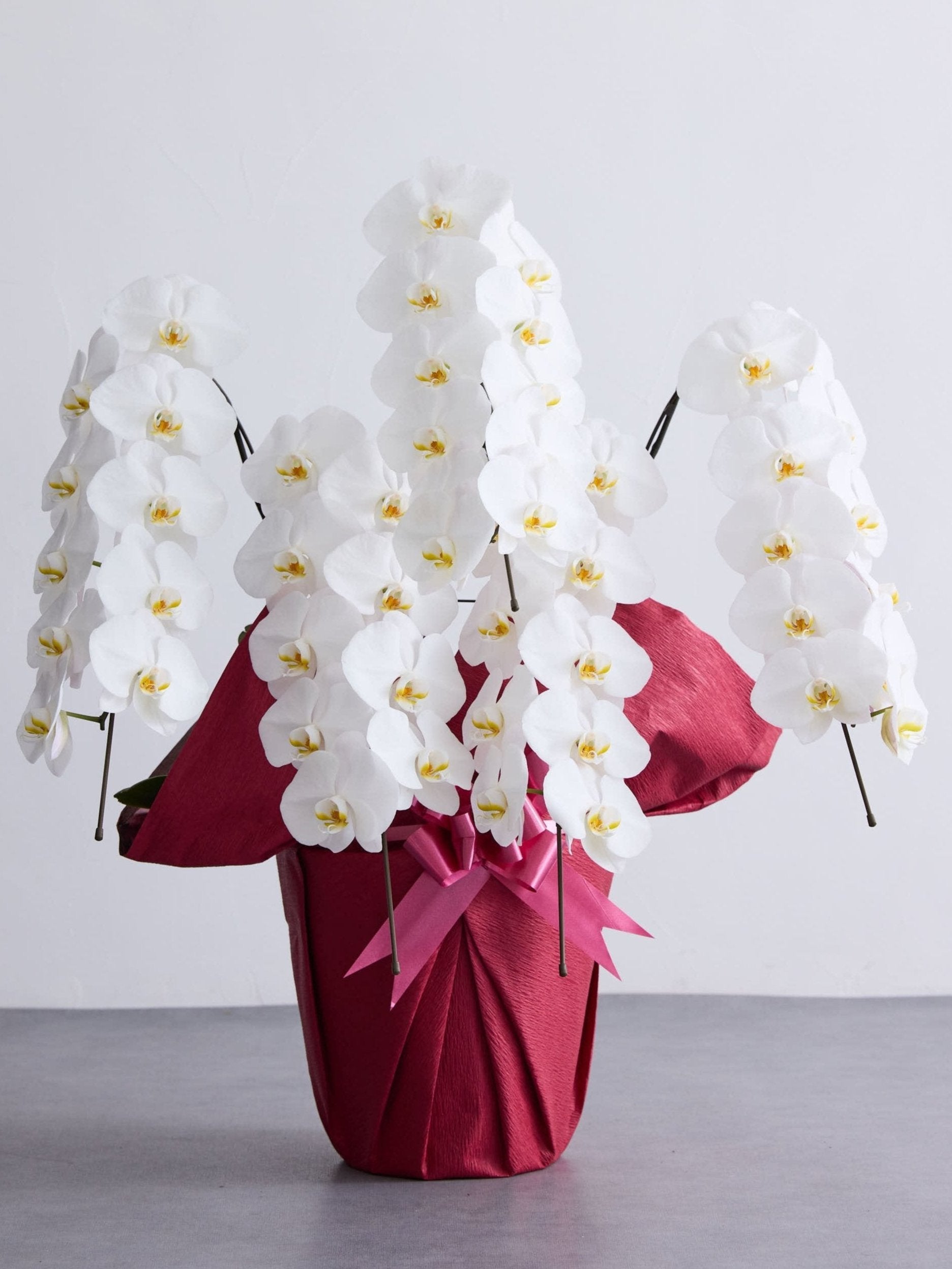 胡蝶蘭 5本立 50輪以上 -red-