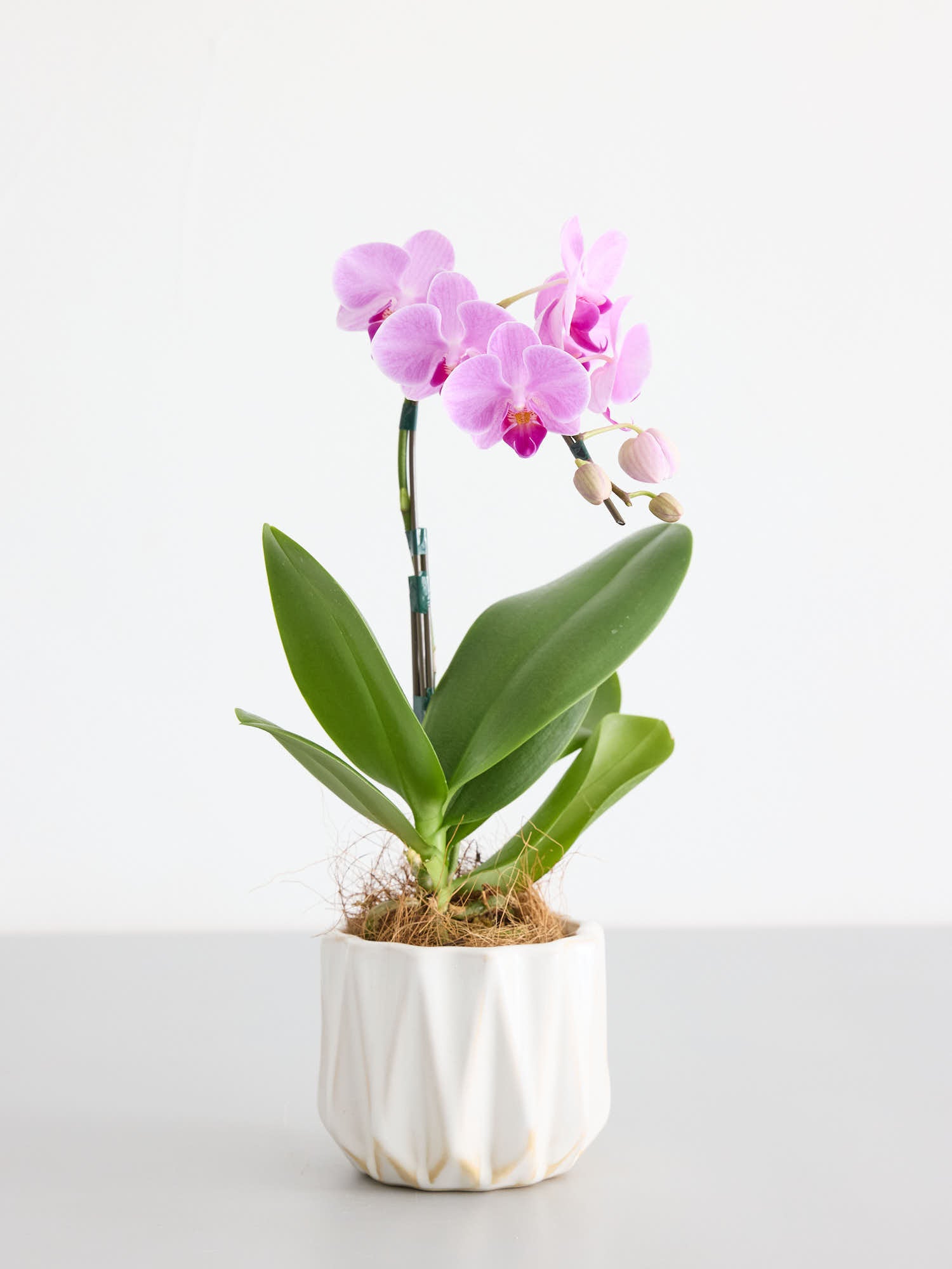 胡蝶蘭ミディ1本立 ピンク