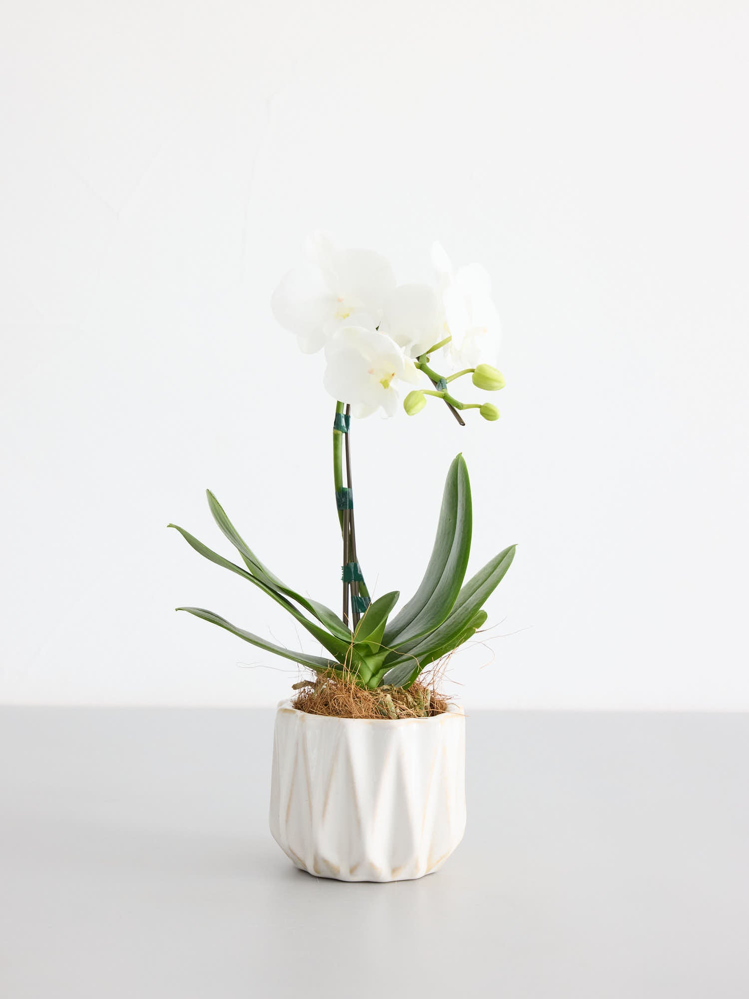 胡蝶蘭ミディ1本立 ホワイト