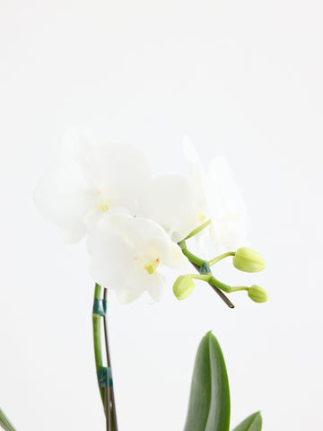 胡蝶蘭ミディ1本立 ホワイト