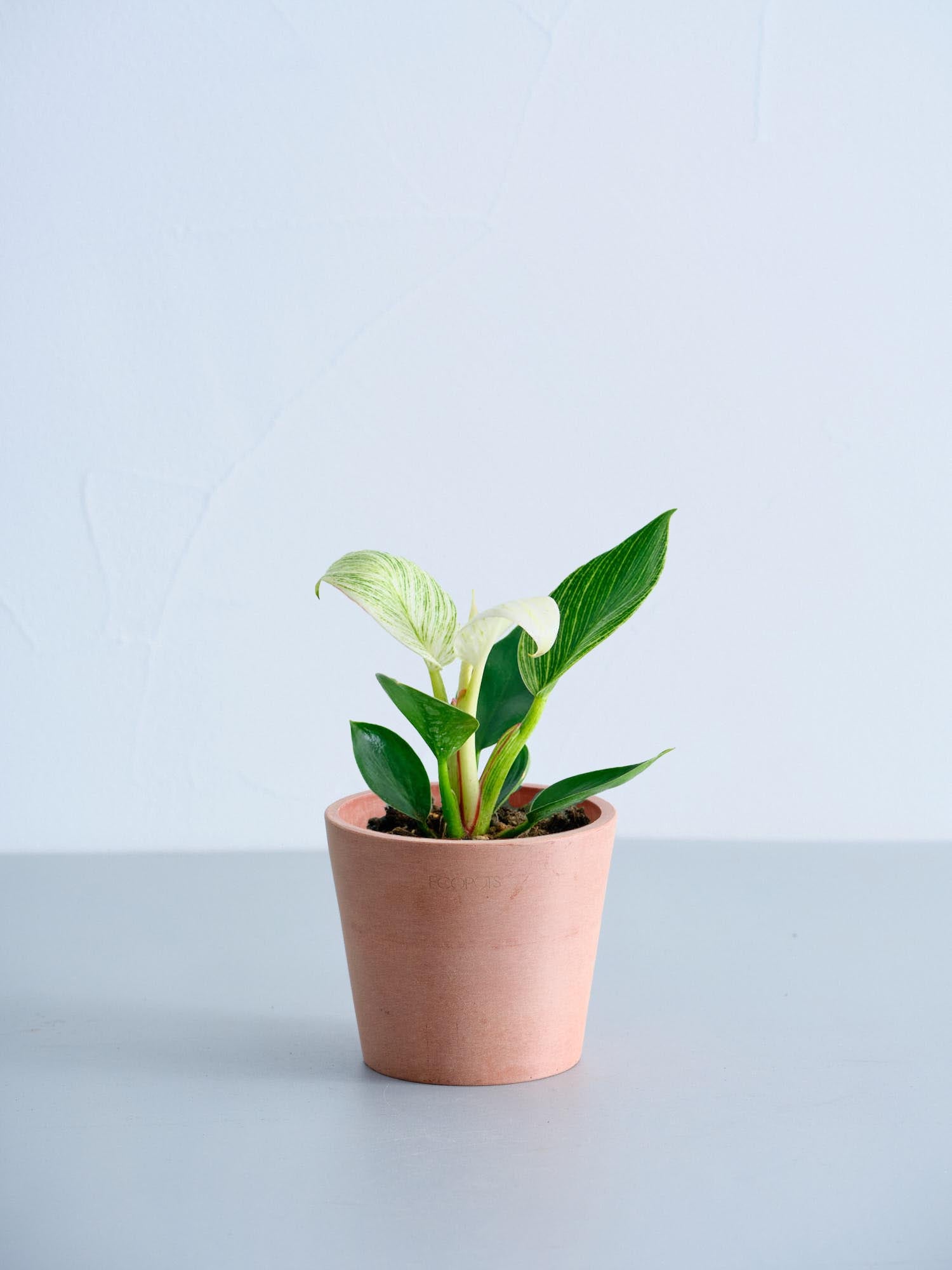 フィロデンドロン・バーキン Table-S