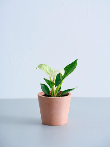 フィロデンドロン・バーキン Table-S