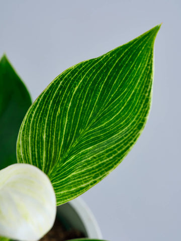 フィロデンドロン・バーキン Table-S