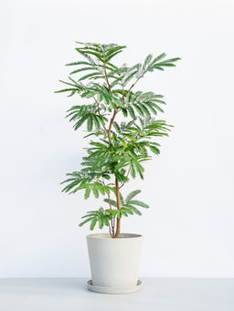 エバーフレッシュ L