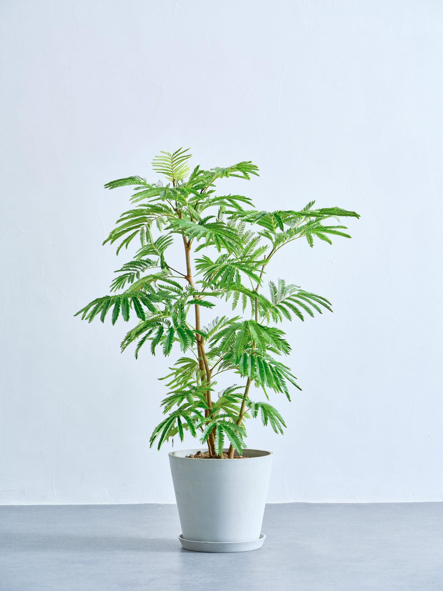 エバーフレッシュ8号