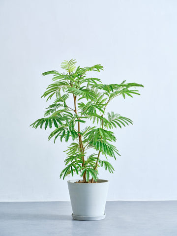 エバーフレッシュ 8号