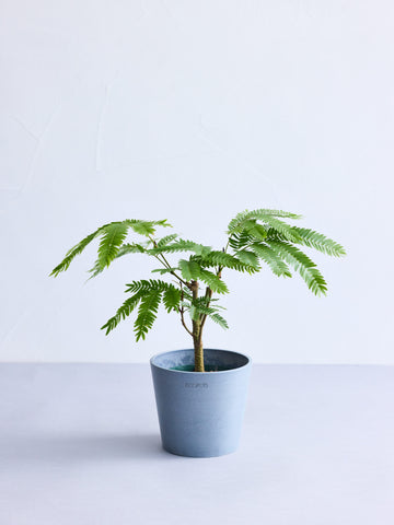 エバーフレッシュ