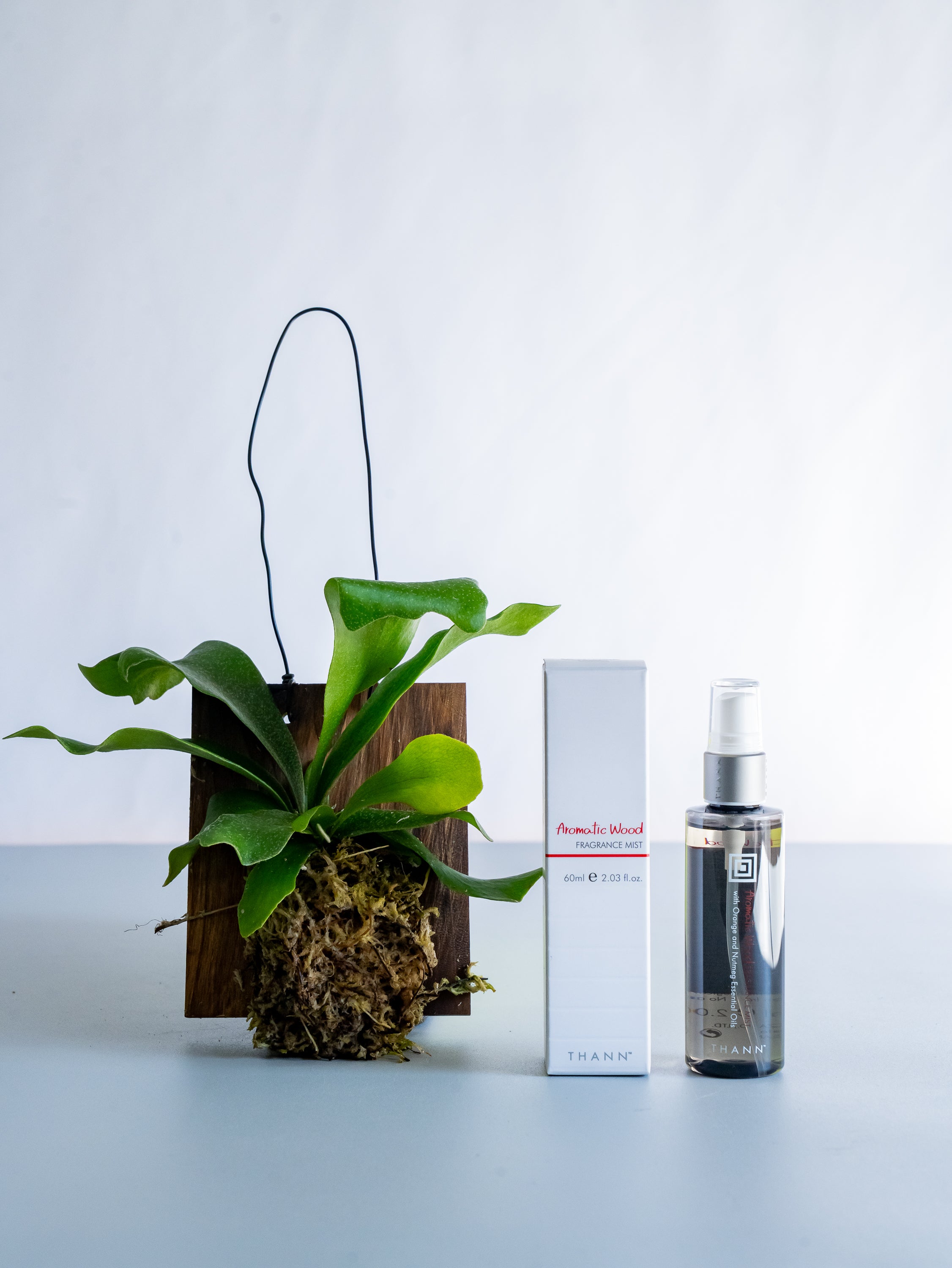 THANNフレグランスミストAW×ビカクシダ・ネザーランド 壁掛け