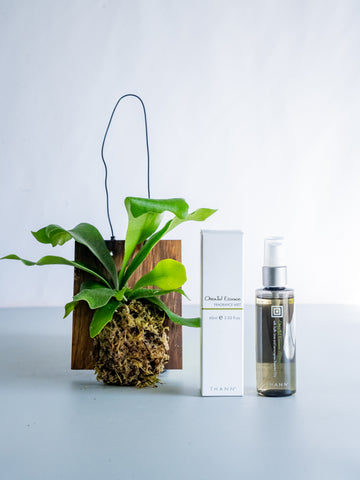 THANNフレグランスミストOE×ビカクシダ・ネザーランド 壁掛け