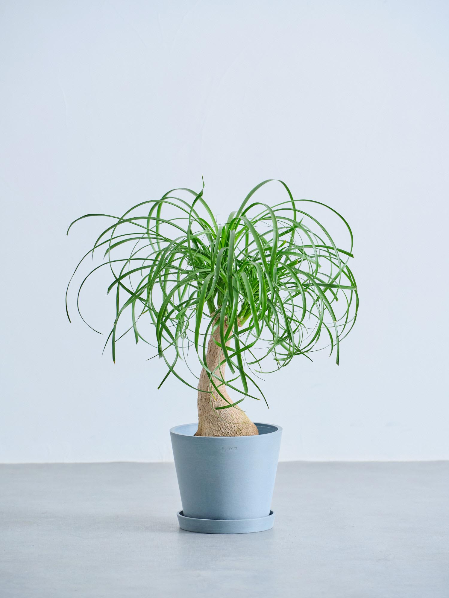 トックリラン S