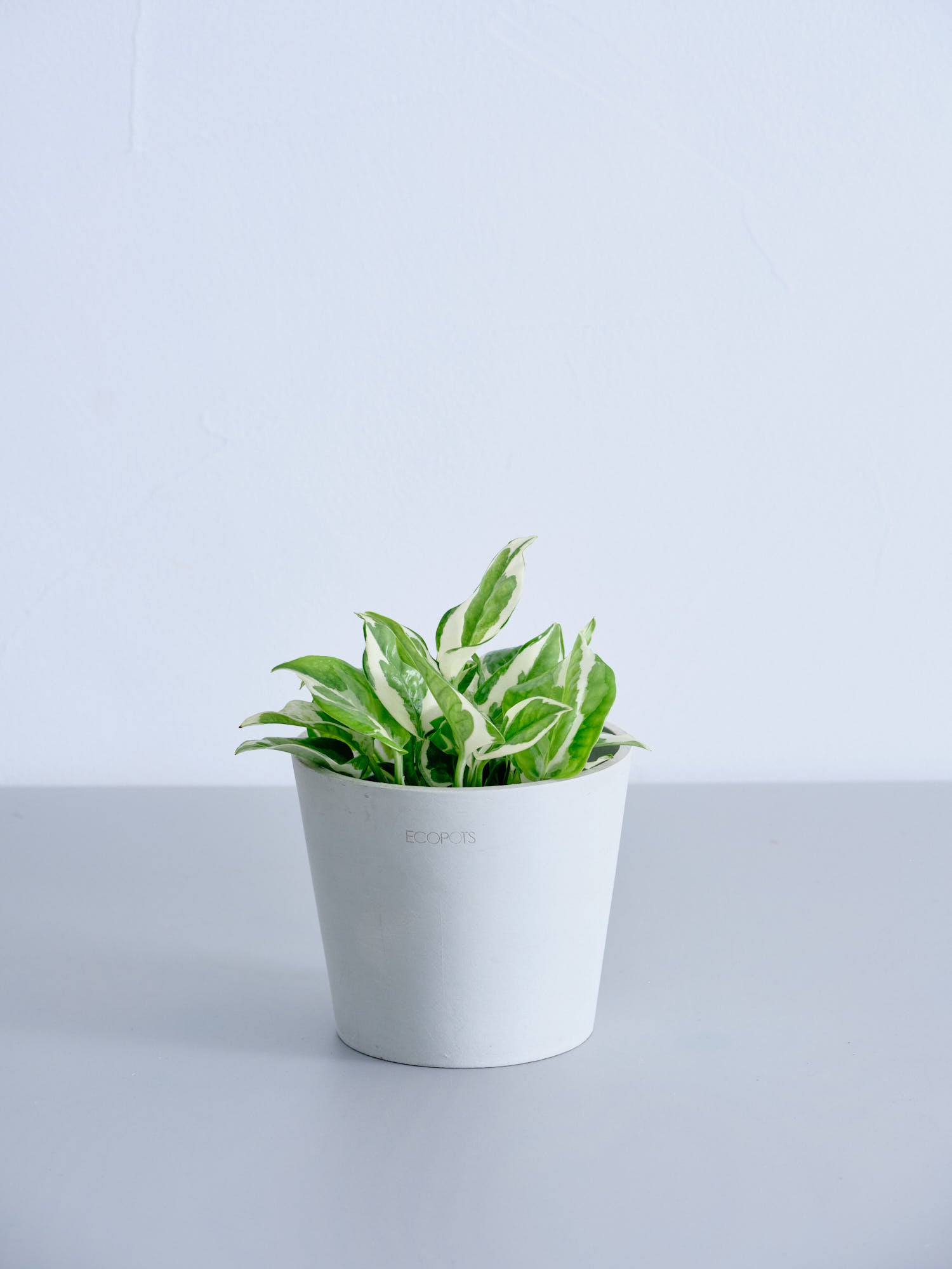 ポトスエンジョイ Table-M