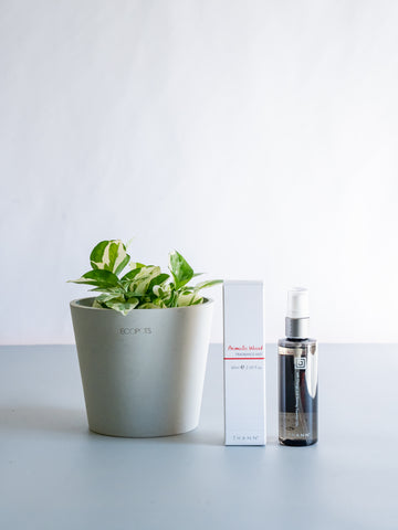 THANNフレグランスミストAW×ポトスエンジョイ Table-M