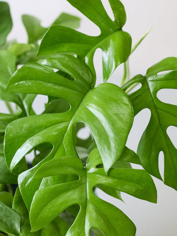 【母の日】ヒメモンステラ Table-L