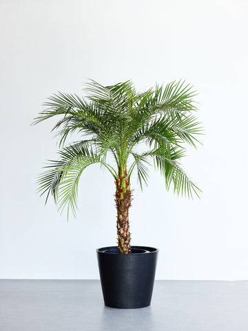 フェニックス・ロベレニー XL 【首都圏限定】