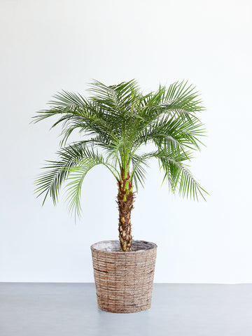 フェニックス・ロベレニー XL 【首都圏限定】(バナナリーフバスケット ブラウン)