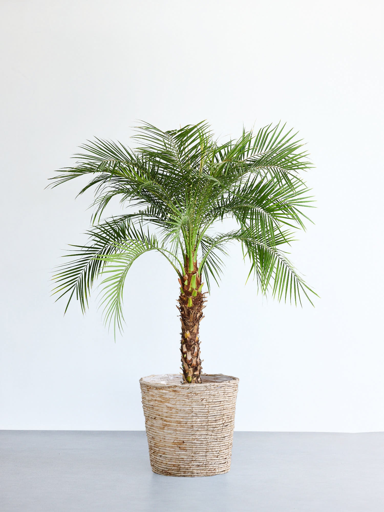 フェニックス・ロベレニー XL 【首都圏限定】(バナナリーフバスケット ナチュラル)