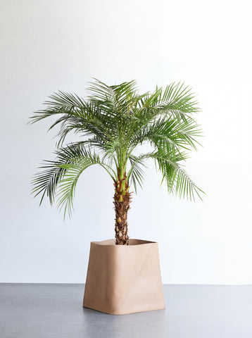 フェニックス・ロベレニー XL 【首都圏限定】(レザーカバー ベージュ)