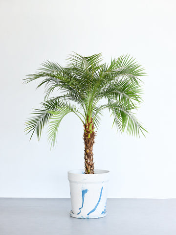 フェニックス・ロベレニー XL 【首都圏限定】(アーバンプランツポット マーブルミルク)