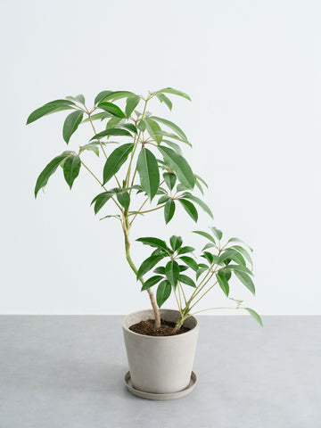 ツピダンサス まがり L