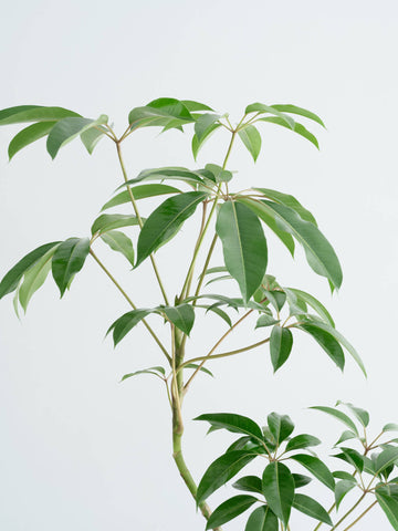 ツピダンサス まがり L