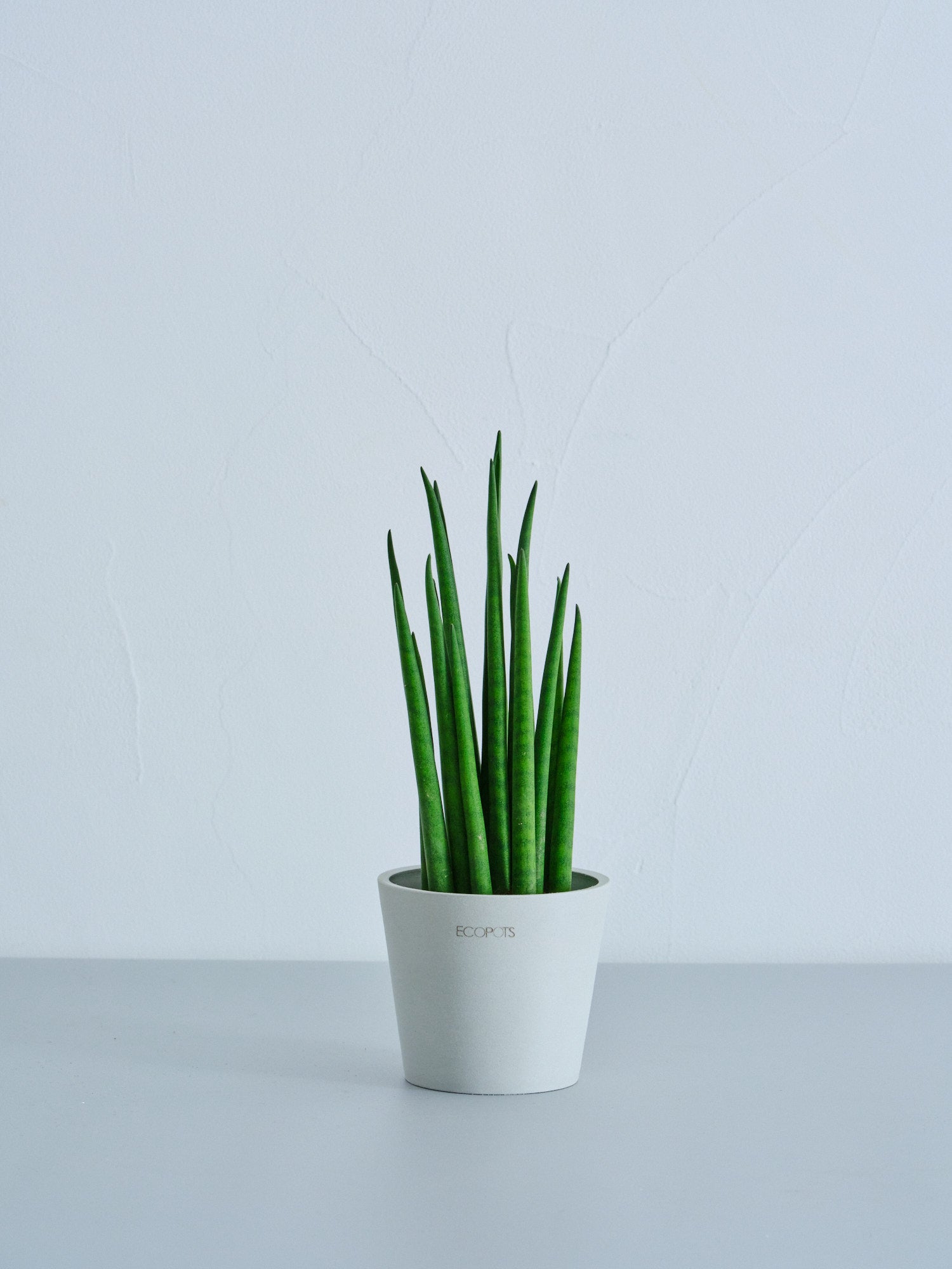 サンスベリア・バキュラリス Table-S