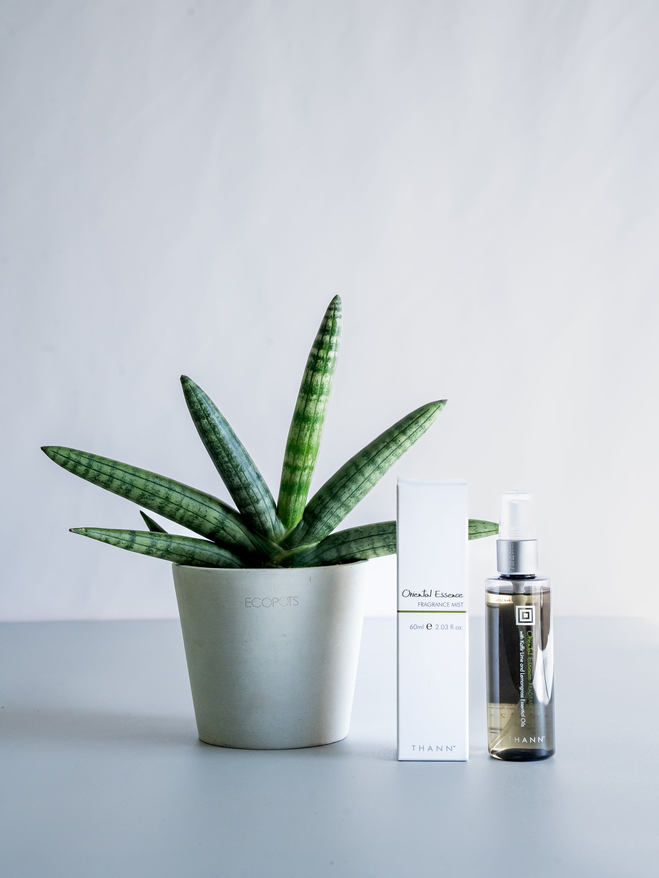 THANNフレグランスミストOE×サンスベリア・ボンセレンシス Table-S