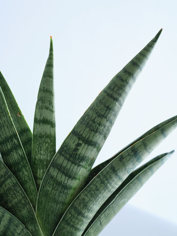 サンスベリア・インディ Table-S