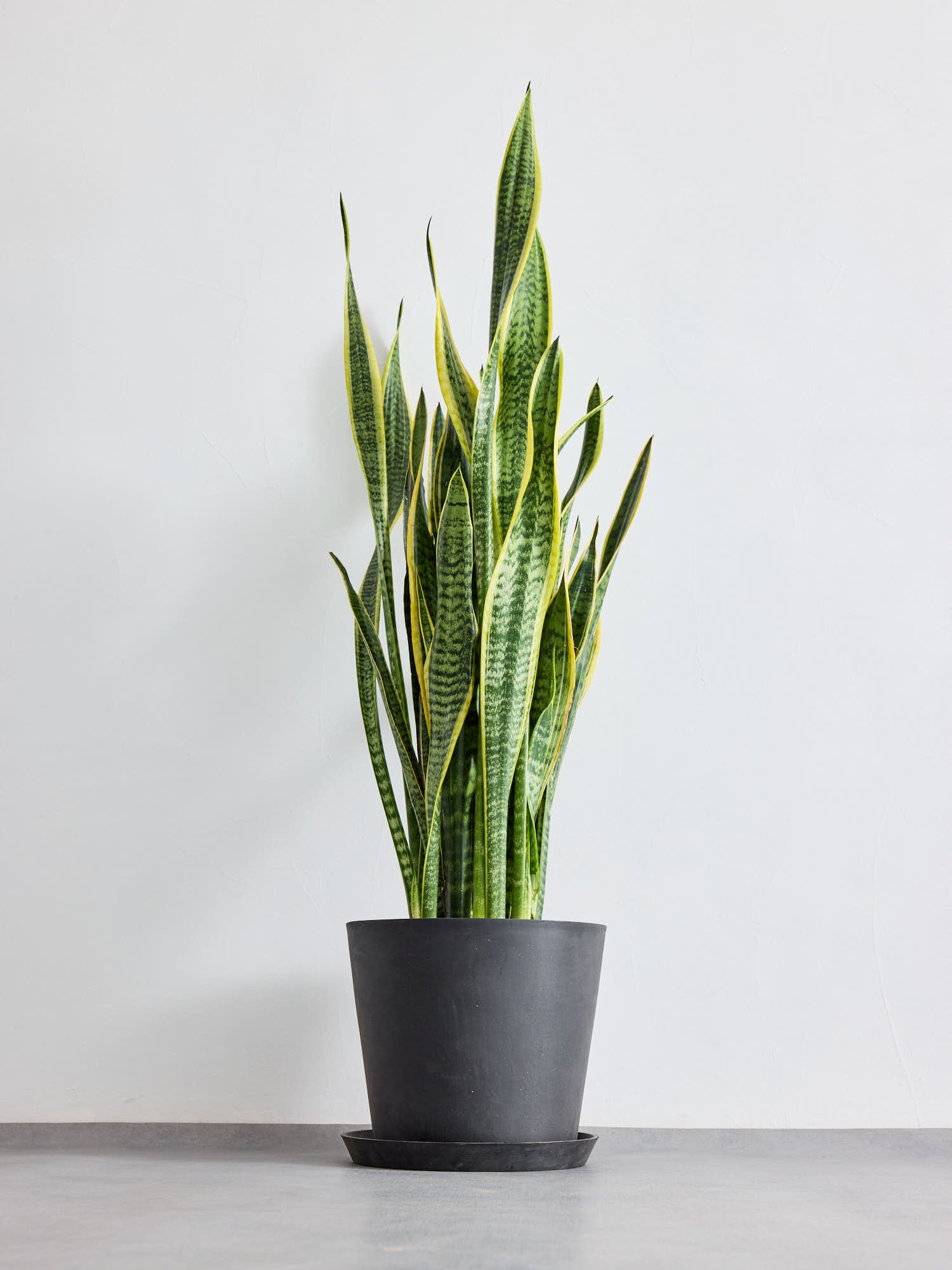 サンスベリア10号